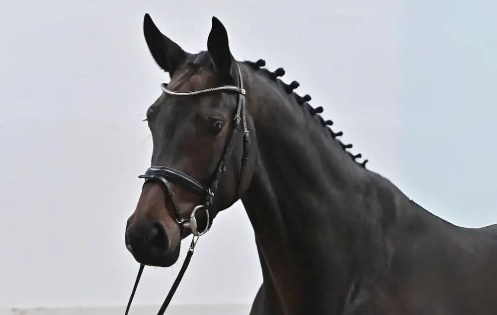 Image of the horse Cenetta Blue PS from Holmen Showjumping