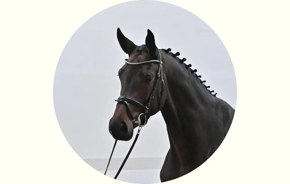 Picture of the horse Cenetta Blue PS from Holmen Showjumping