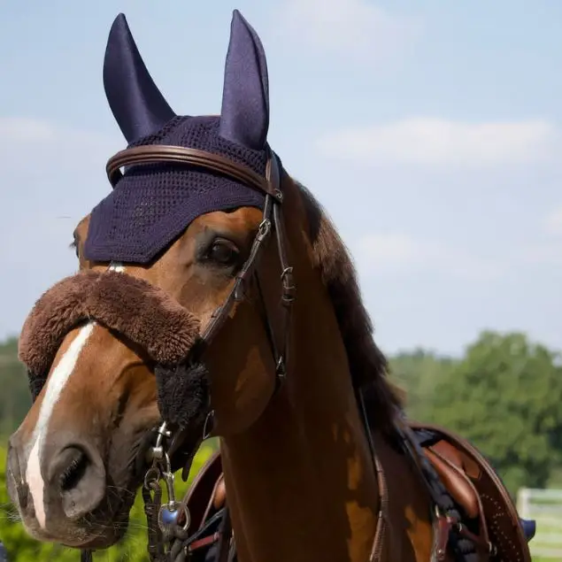 Image of the horse Coriaan van Klapscheut from Holmén Showjumping