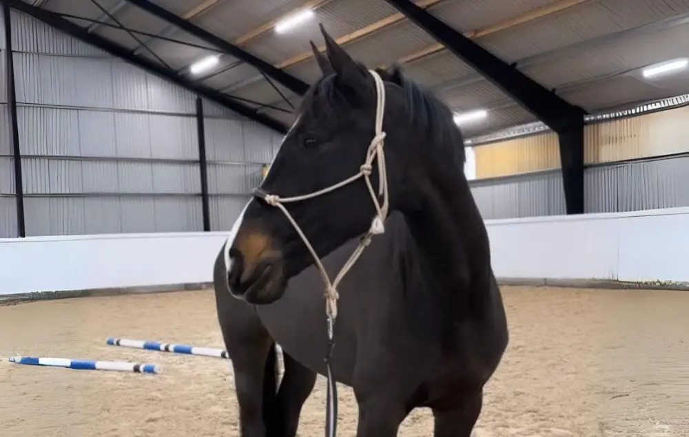 Image of the horse Jarls Rubertha from Holmen Showjumping