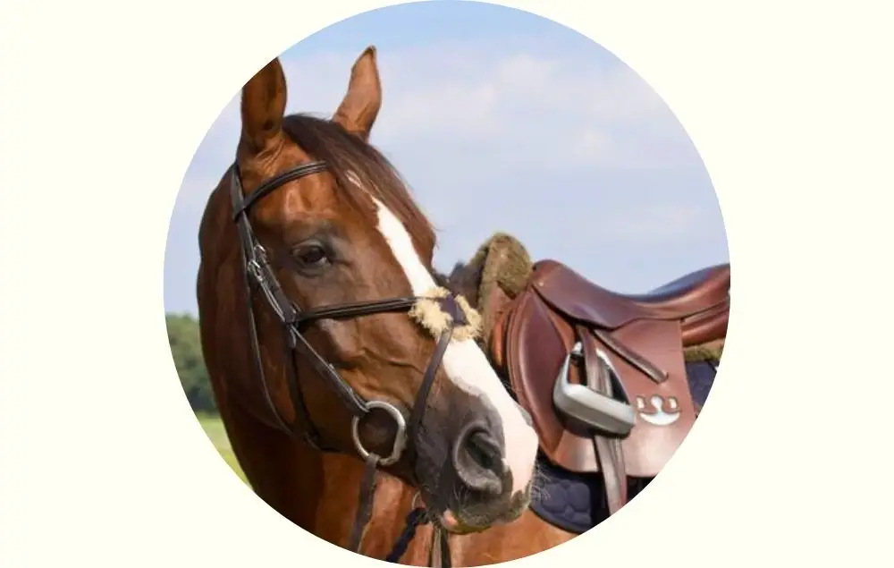 Portrait of the horse Kannograna from Holmén Showjumping