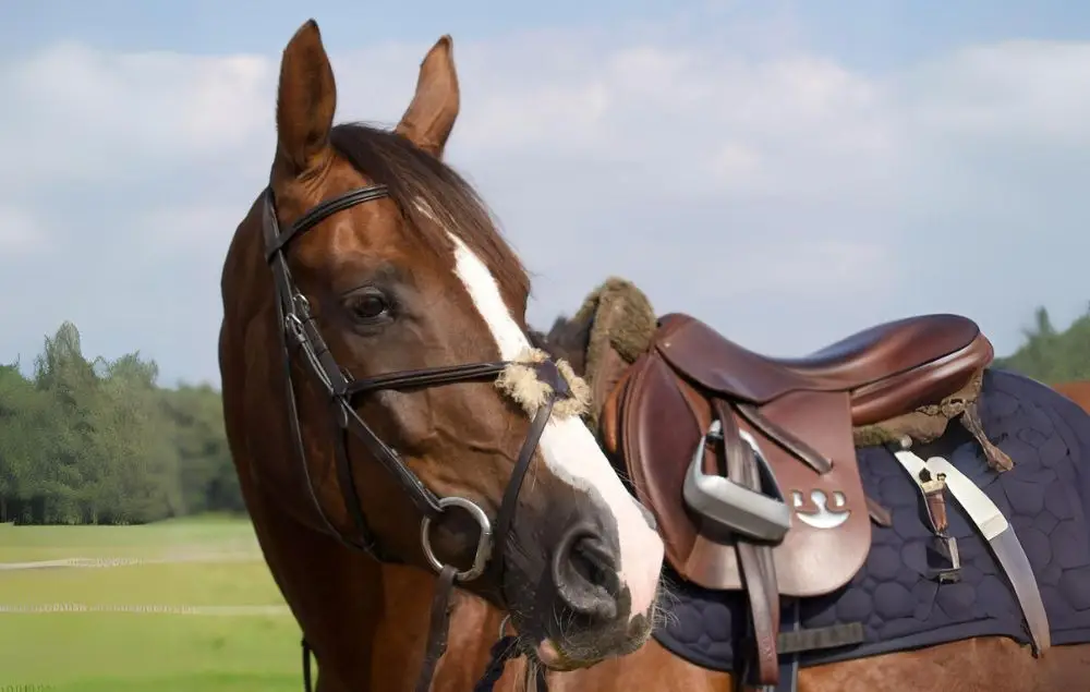 Image of the horse Kannograna from Holmén Showjumping