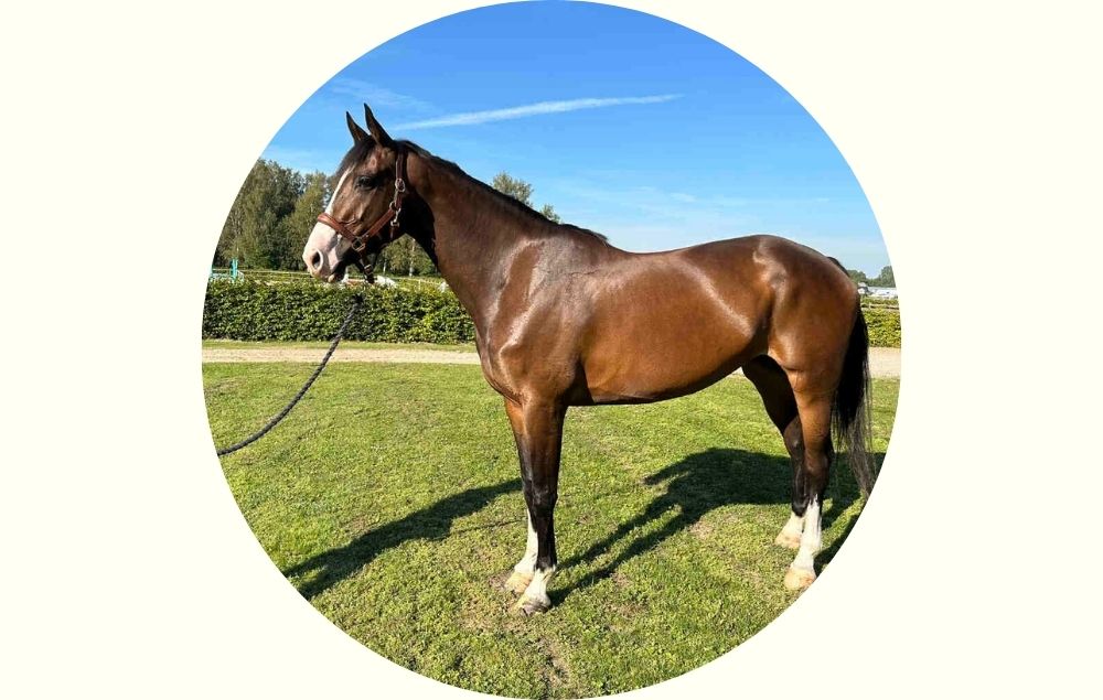 Image of the horse Titiyo from Holmen Showjumping