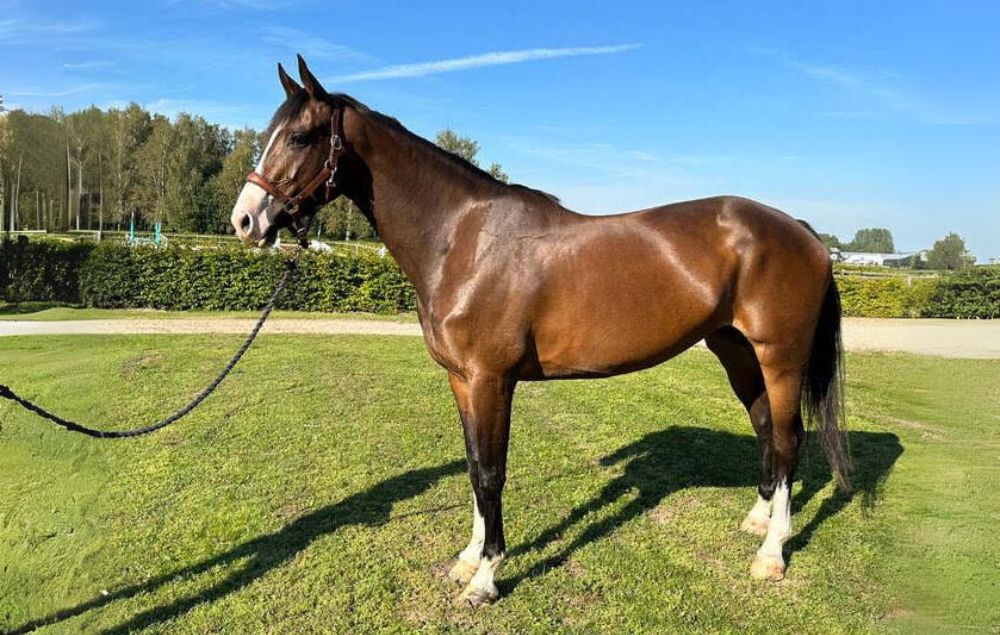 Image of the horse Titiyo from Holmen Showjumping